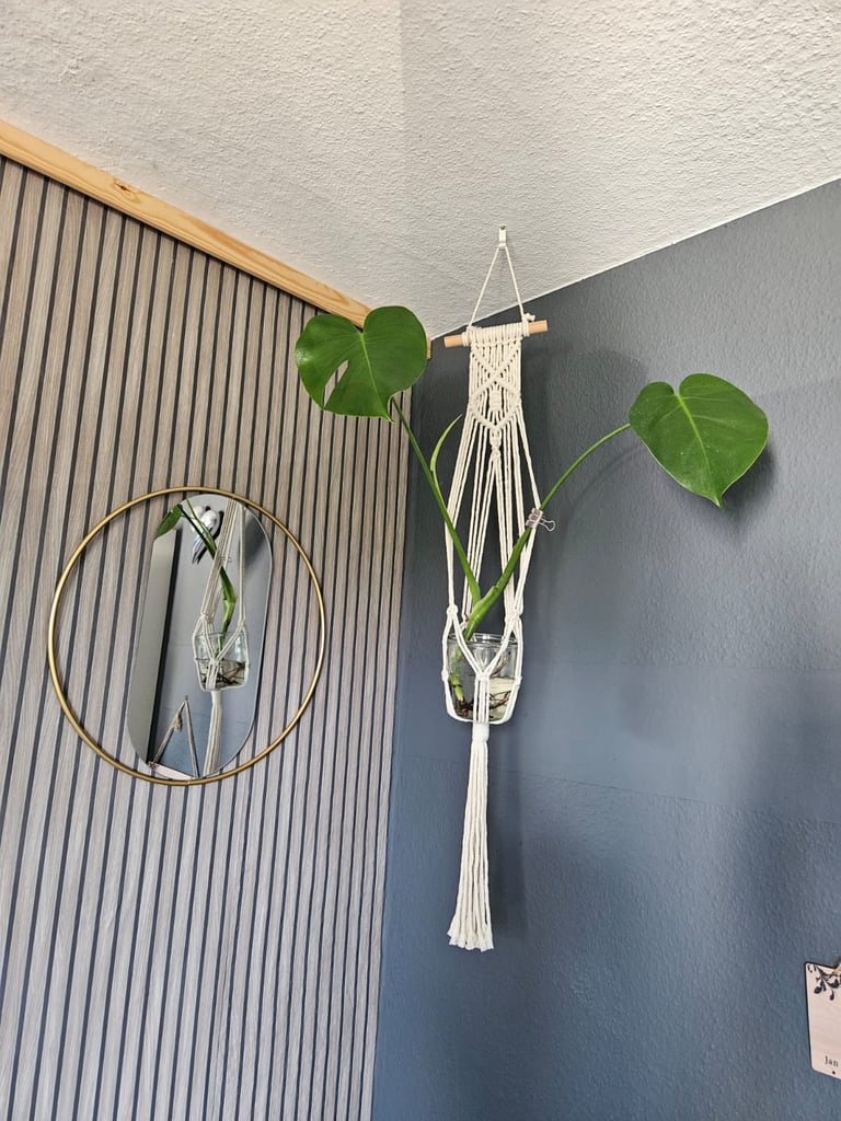 Macramé plant hanger with a potted plant hanging on a gray wall next to a round mirror